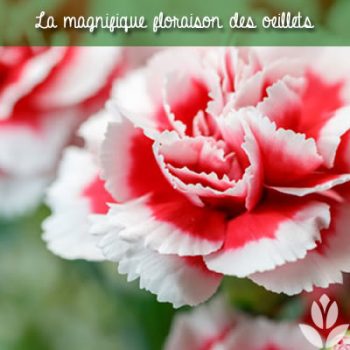 Oeillet (Dianthus caryophyllus) : variétés, plantation et entretien