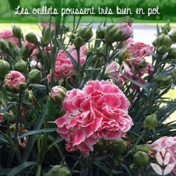 Oeillet (Dianthus caryophyllus) : variétés, plantation et entretien