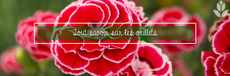 tout savoir sur les oeillets du jardin