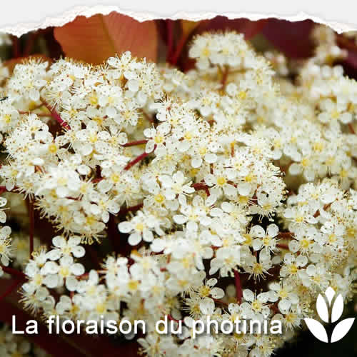 fleurs blanches photinia