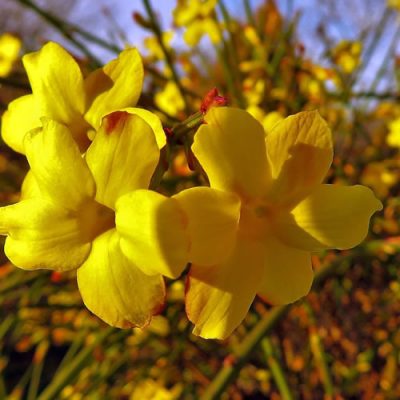 jasmin d'hiver à fleurs jaunes
