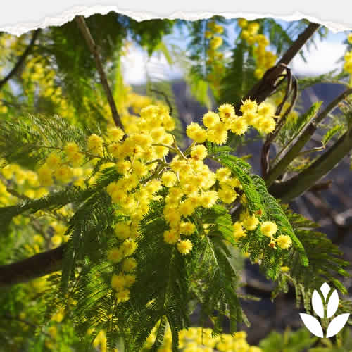 mimosa arbre