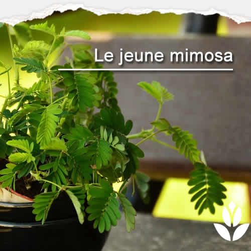 jeune mimosa