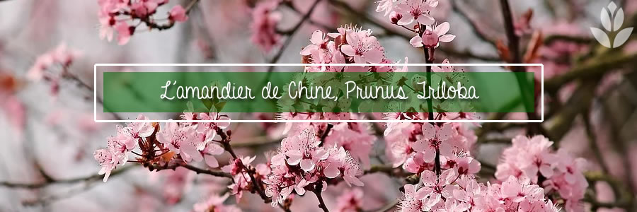 prunus amandier de chine