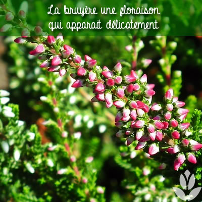 floraison de la bruyère