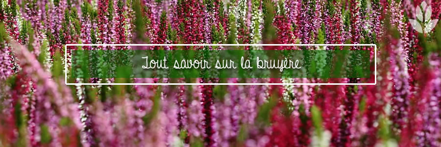 tout savoir sur la bruyère