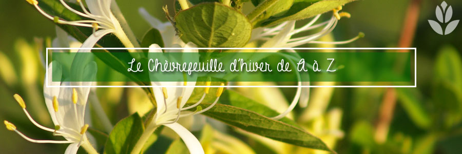 Le Chèvrefeuille d'hiver