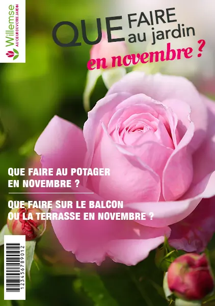 Que faire au jardin en novembre ?