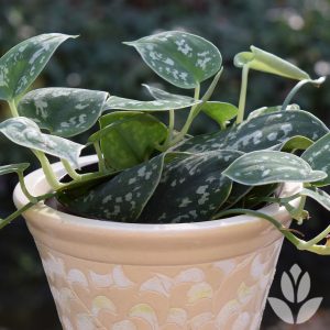 philodendron