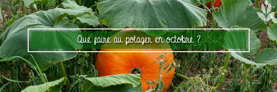 Que faire au potager en octobre