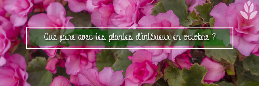 que faire avec les plantes d'intérieur en octobre