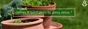 Comment Planter Les Plantes Vivaces ? - Willemse Vous Conseille