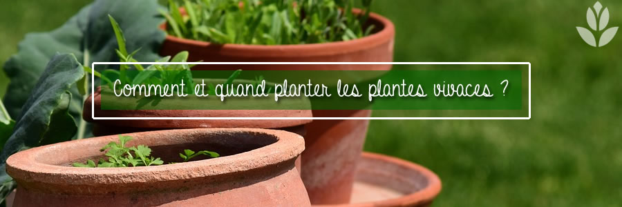 comment et qaund planter les plantes vivaces ?