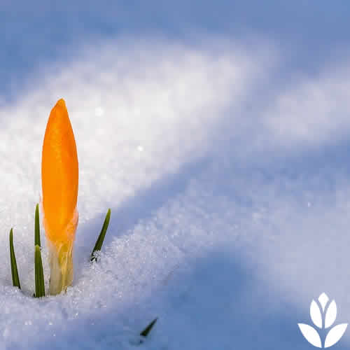 eveil du printemps les crocus