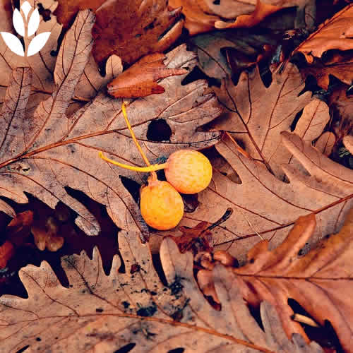 feuilles mortes et paillage