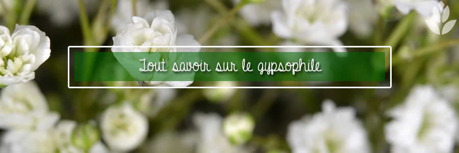 tout savoir sur le gypsophile