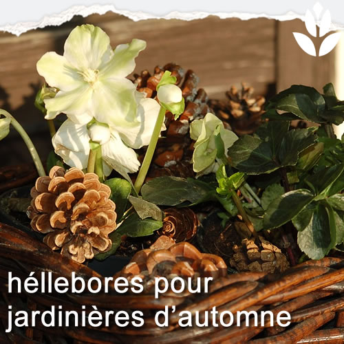héllebores jardinières d'automne