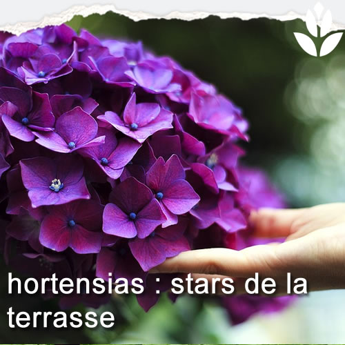 hortensia pour terrasse