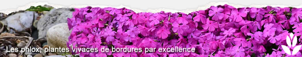 phlox pour bordures de jardin