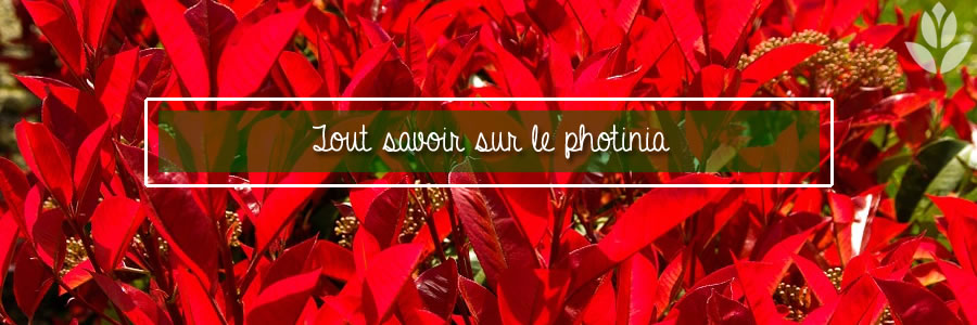 tout savoir sur le photinia