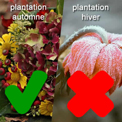 pas de plantation en hiver