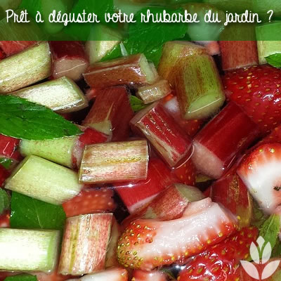 rhubarbe à déguster