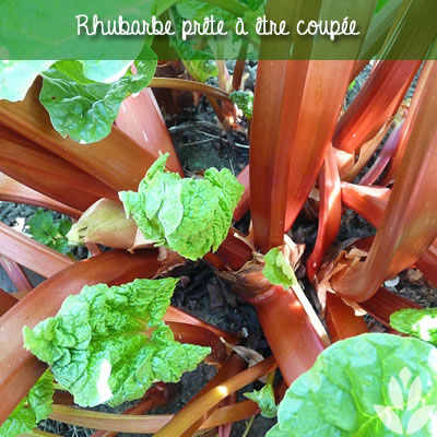 rhubarbre prête à être coupée
