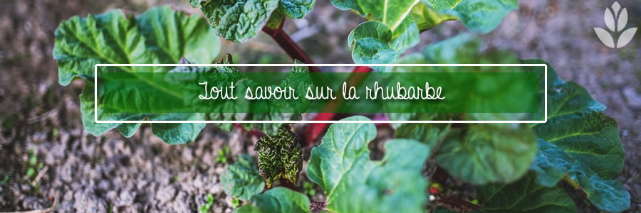 rhubarbe du jardin