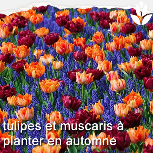 tulipes et muscari à planter en automne