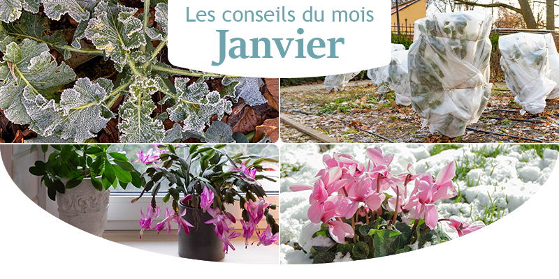 Les conseils du mois de janvier