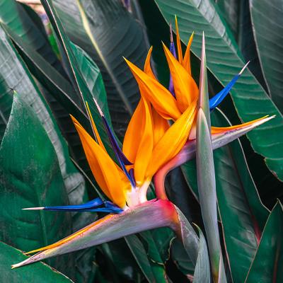 Strelitzia reginae ou oiseau du paradis