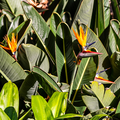 Strelitzia reginae ou oiseau du paradis