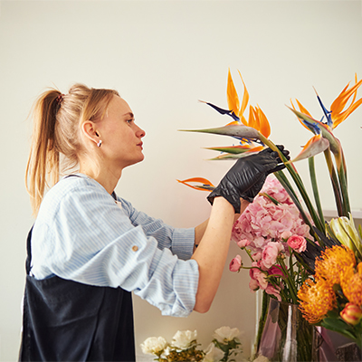 Entretenir le Strelitzia reginae