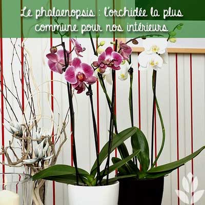 orchidée