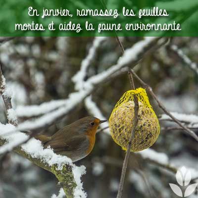 janvier oiseaux
