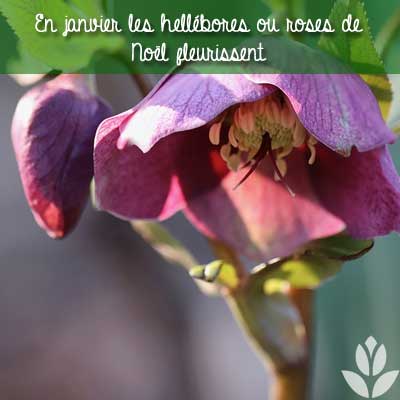 hellébores de janvier