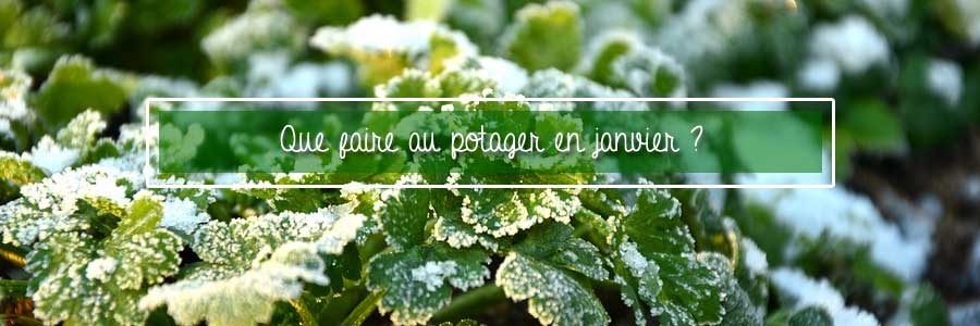 potager en janvier