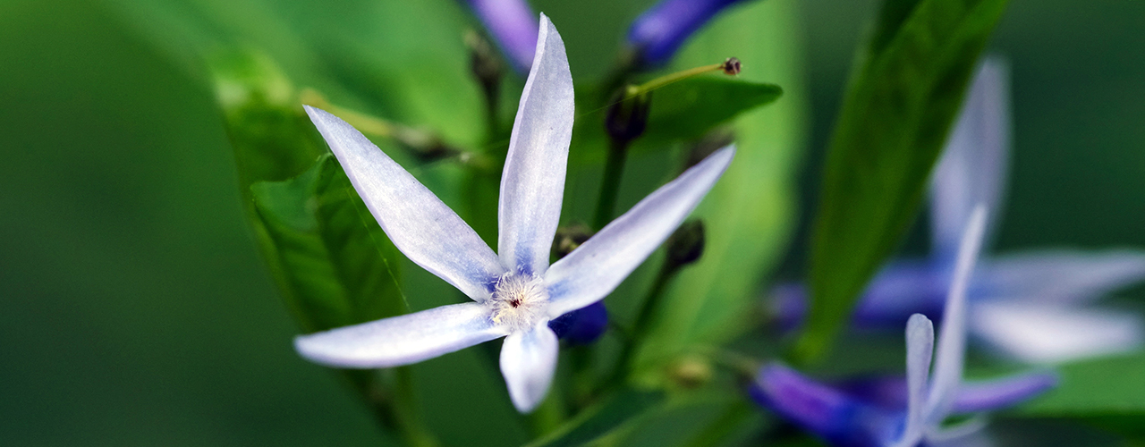 amsonie amsonia étoiles bleues floraison printemps fleurs bleues