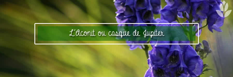 aconit casque de Jupiter