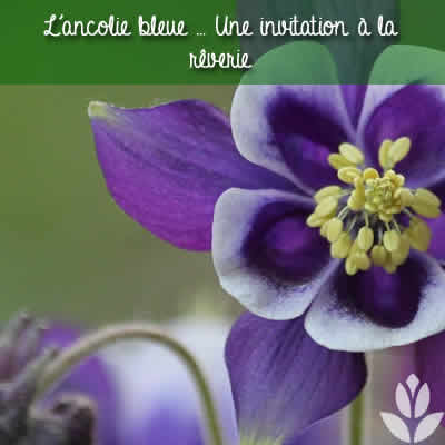 ancolie bleue