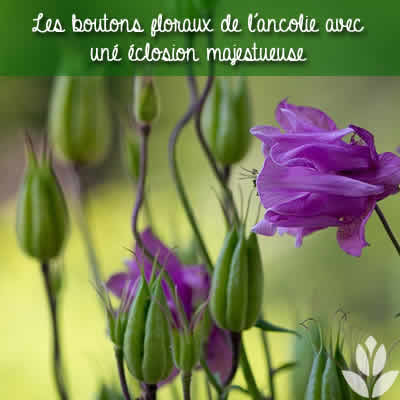 éclosion de l'ancolie