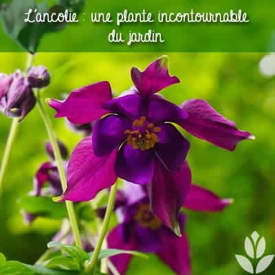 ancolie incontournable du jardin