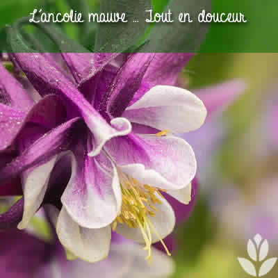 ancolie mauve