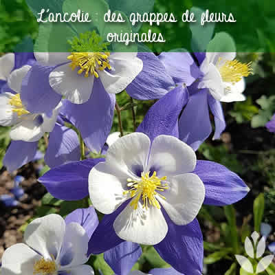 ancolie originale