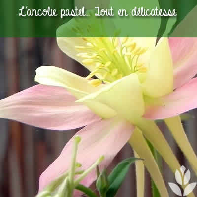 ancolie pastel
