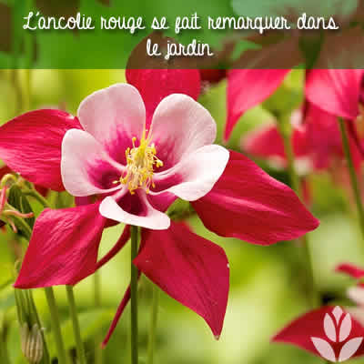 ancolie rouge