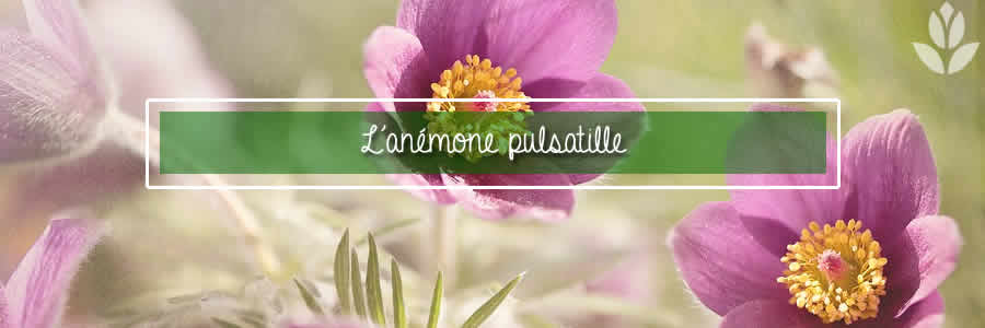 anemone pulsatille