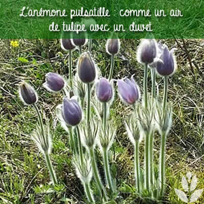 anemone pulsatille duvet