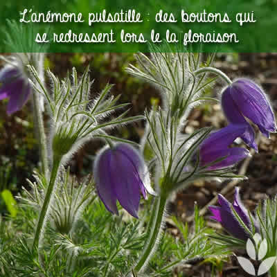 anémone pulsatille floraison