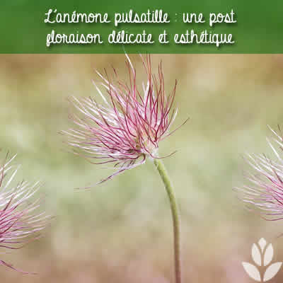 anemone_pulsatille post floraison